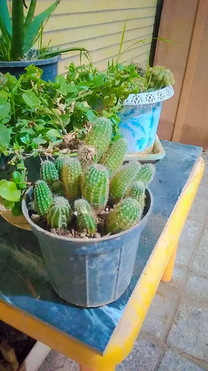 کاکتوس|گل و گیاه طبیعی|اصفهان, شهرک کاوه|دیوار