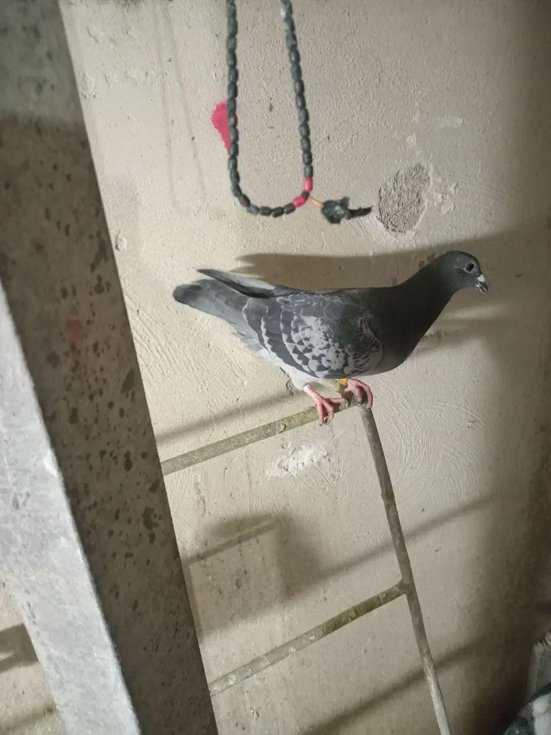 ماده پلاکی گرفتنی|پرنده|بروجرد, |دیوار