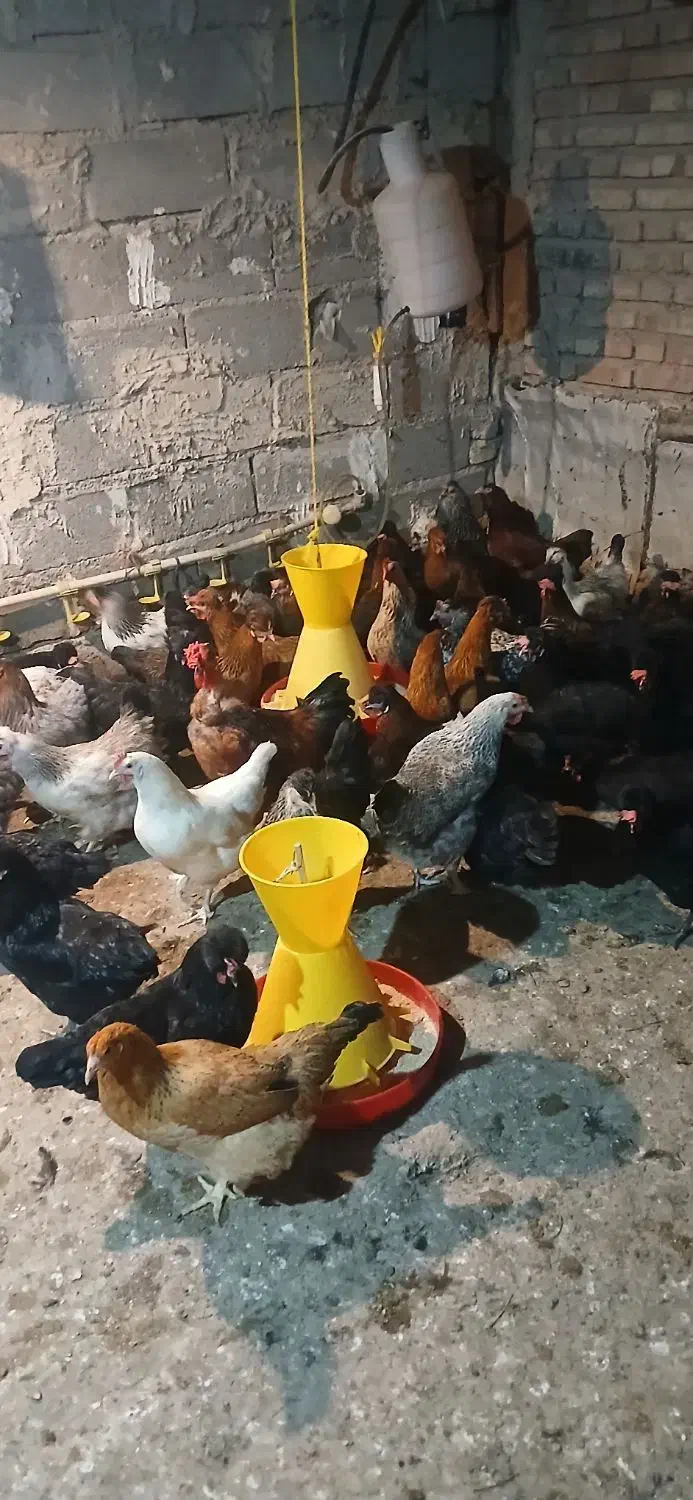 مرغ محلی|حیوانات مزرعه|مرند, |دیوار