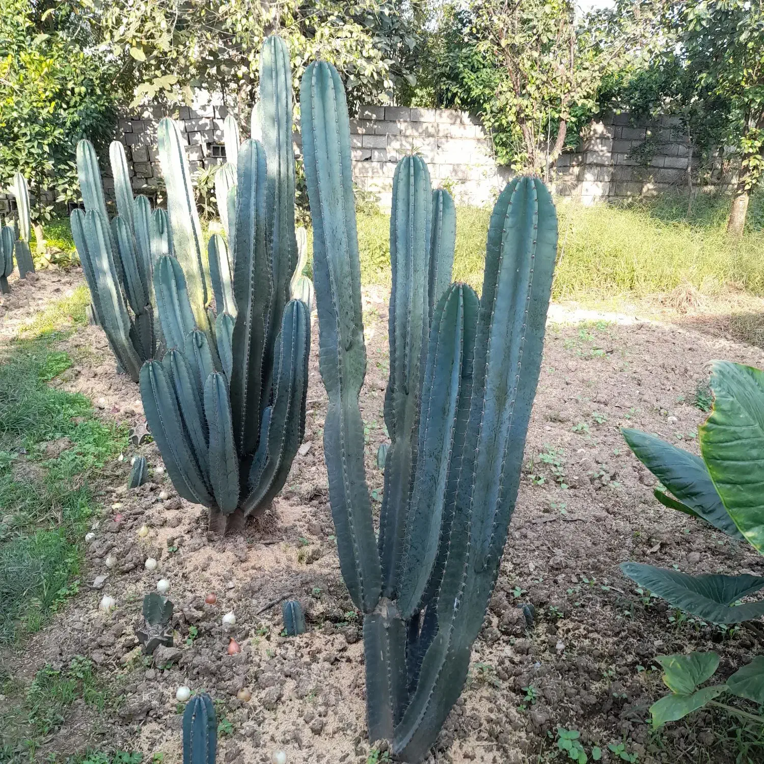 کاکتوس پریانوس|گل و گیاه طبیعی|زرگرشهر, |دیوار