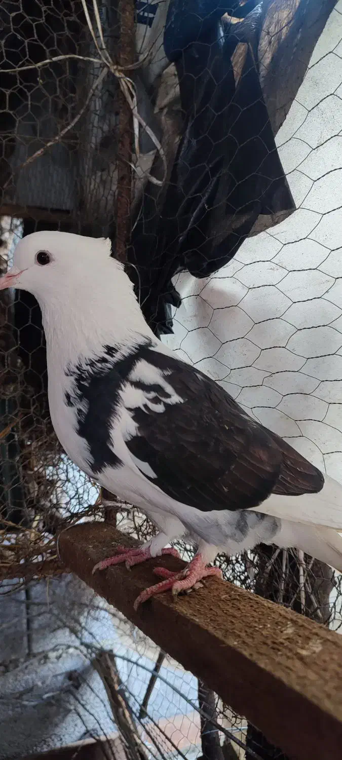 کبوتر کفتر|پرنده|کیاکلا, |دیوار