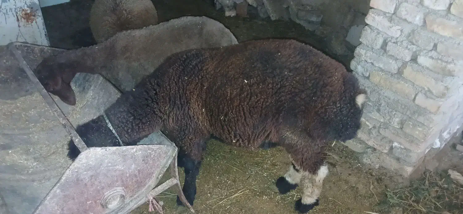 بره ی نرقوچی|حیوانات مزرعه|گنبد کاووس, |دیوار