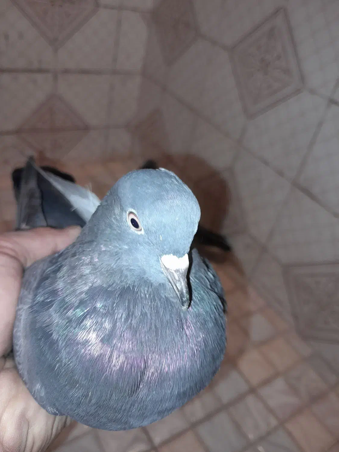 کبوتر سبز و سرور|پرنده|قائمشهر, |دیوار