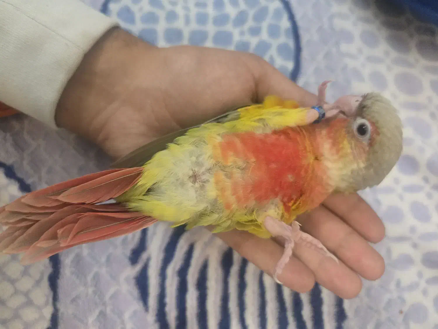 گرینچیک آناناسی دبل رد|پرنده|مشهد, تربیت (صدف)|دیوار