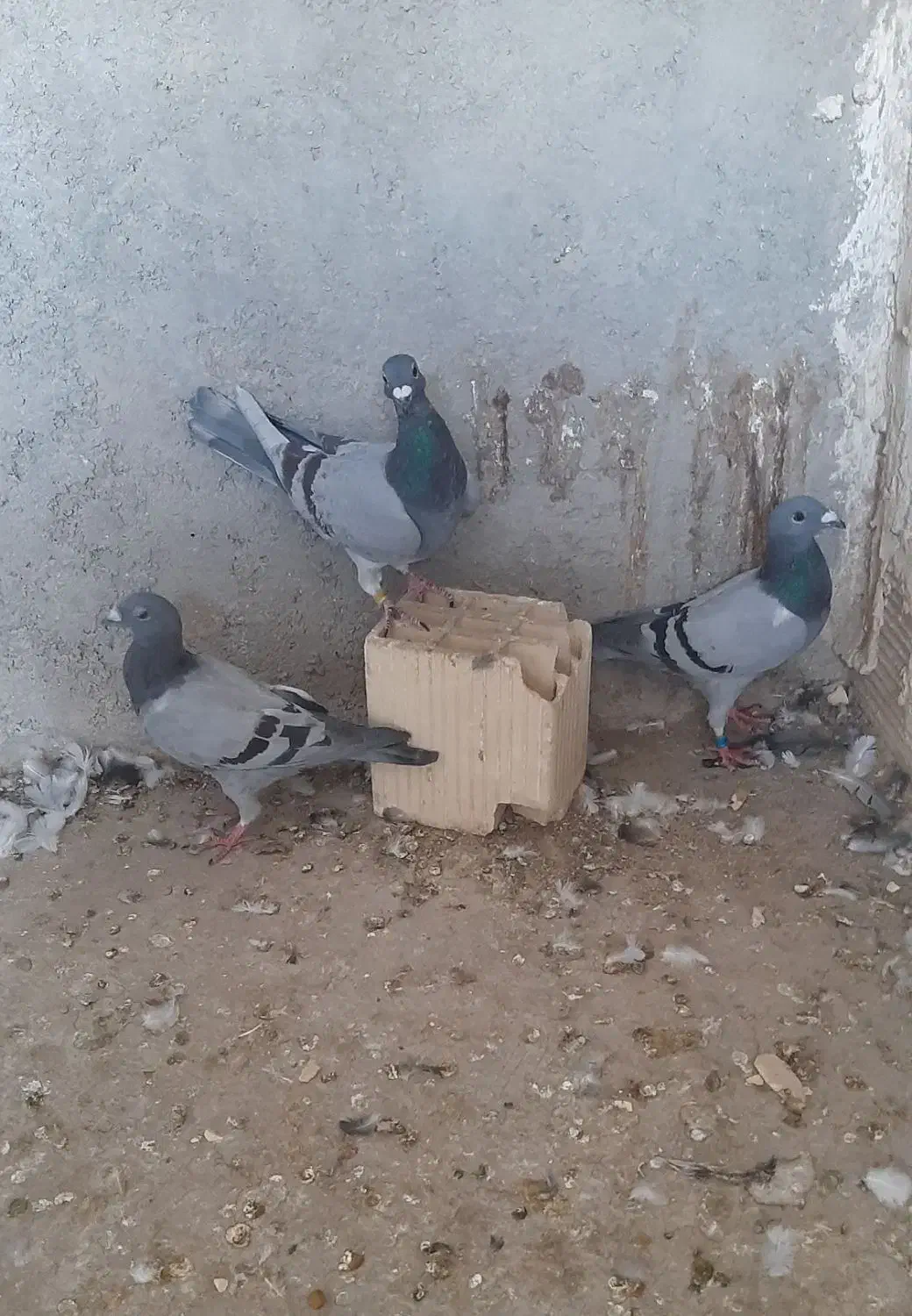 کفتر پلاکی دست اولی نر|پرنده|شیراز, میانرود|دیوار