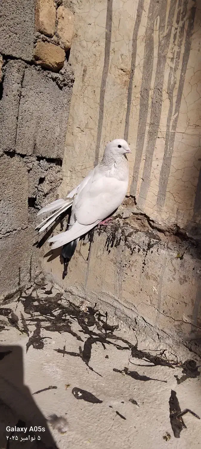 سفید تهرانی|پرنده|فارسان, |دیوار