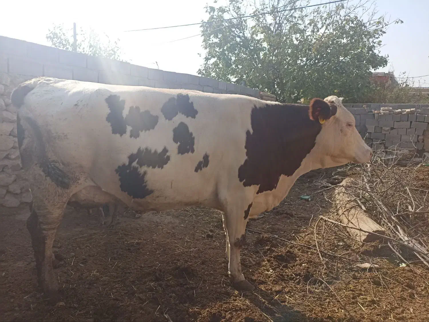 گاو|حیوانات مزرعه|آشخانه, |دیوار