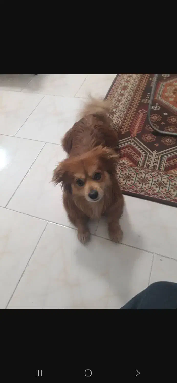 پامراشپیتز|سگ|پردیس, فاز ۸|دیوار