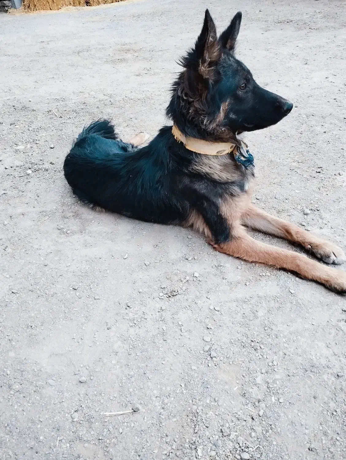 توله نر ژرمن|سگ|فرمهین, |دیوار