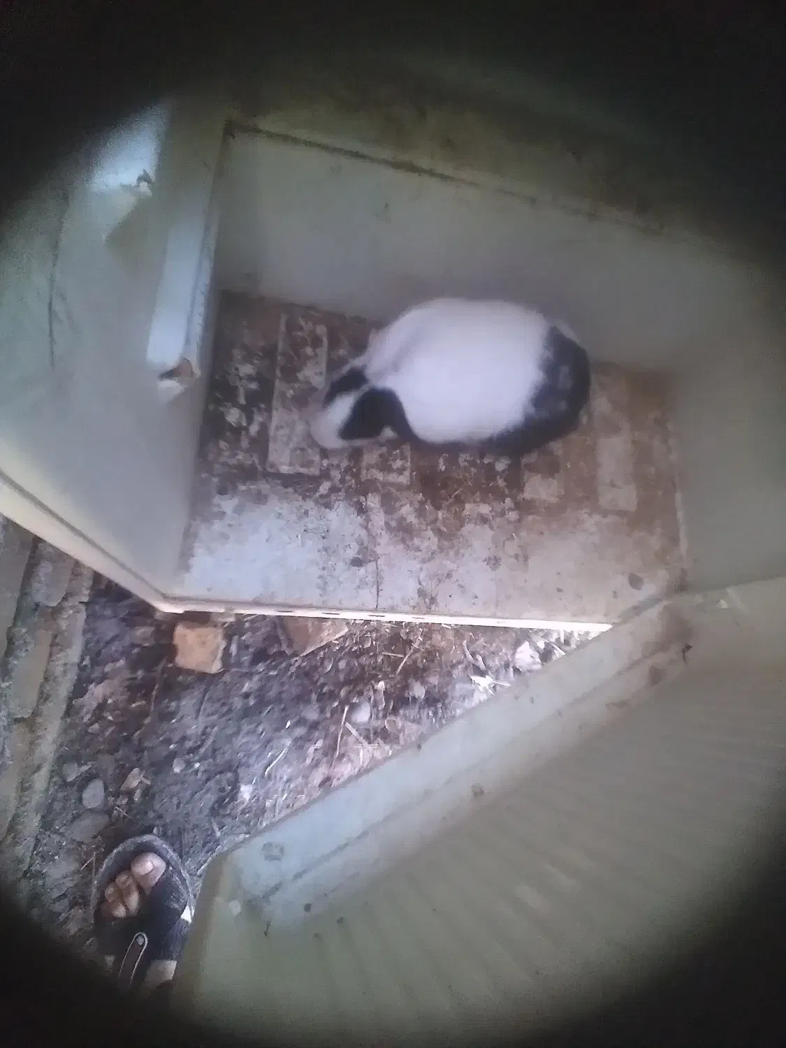 خرگوش|موش و خرگوش|نوشین شهر, |دیوار