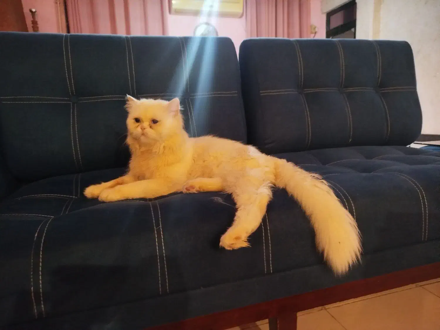 گربه پرشین نر|گربه|رشت, پیرکلاچای|دیوار