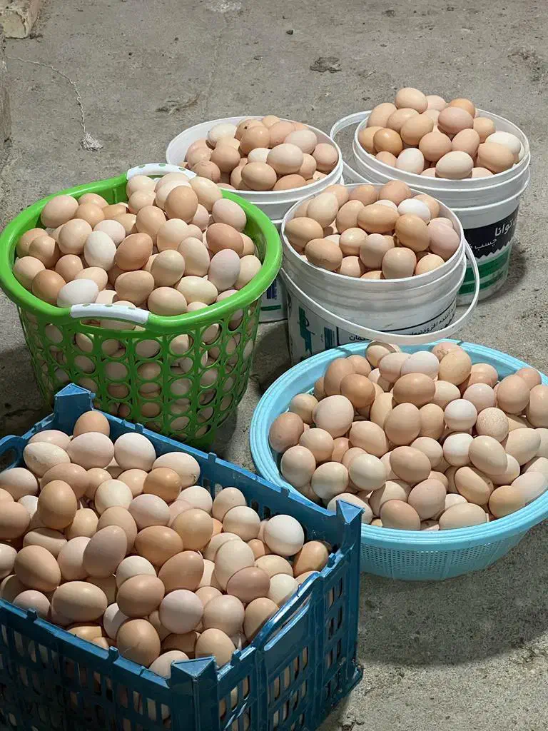 تخم مرغ محلی تازه تولید روزانه تا ۶۰۰ عدد|خوردنی و آشامیدنی|بجنورد, |دیوار