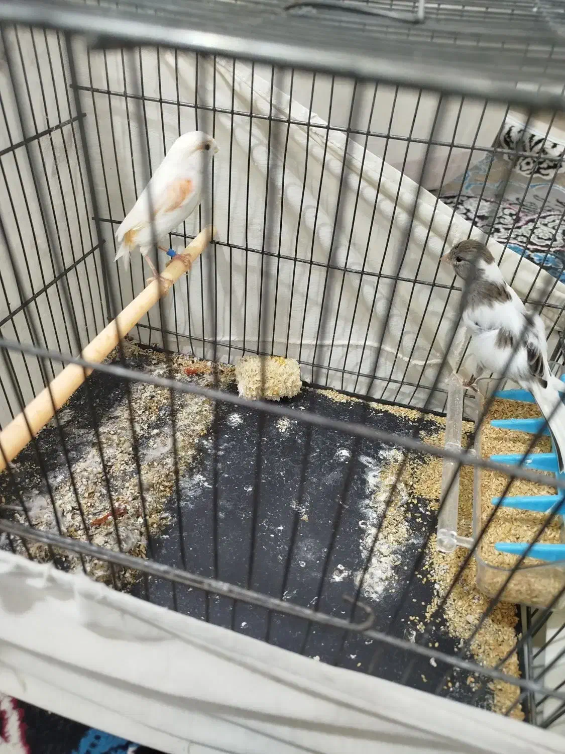 قناری ماده|پرنده|ری, شهادت|دیوار