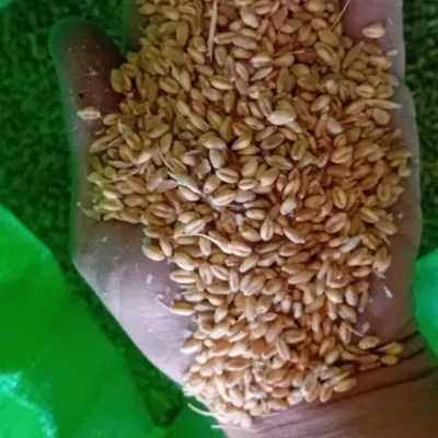 گندم|خدمات باغبانی و درختکاری|کنگاور, |دیوار