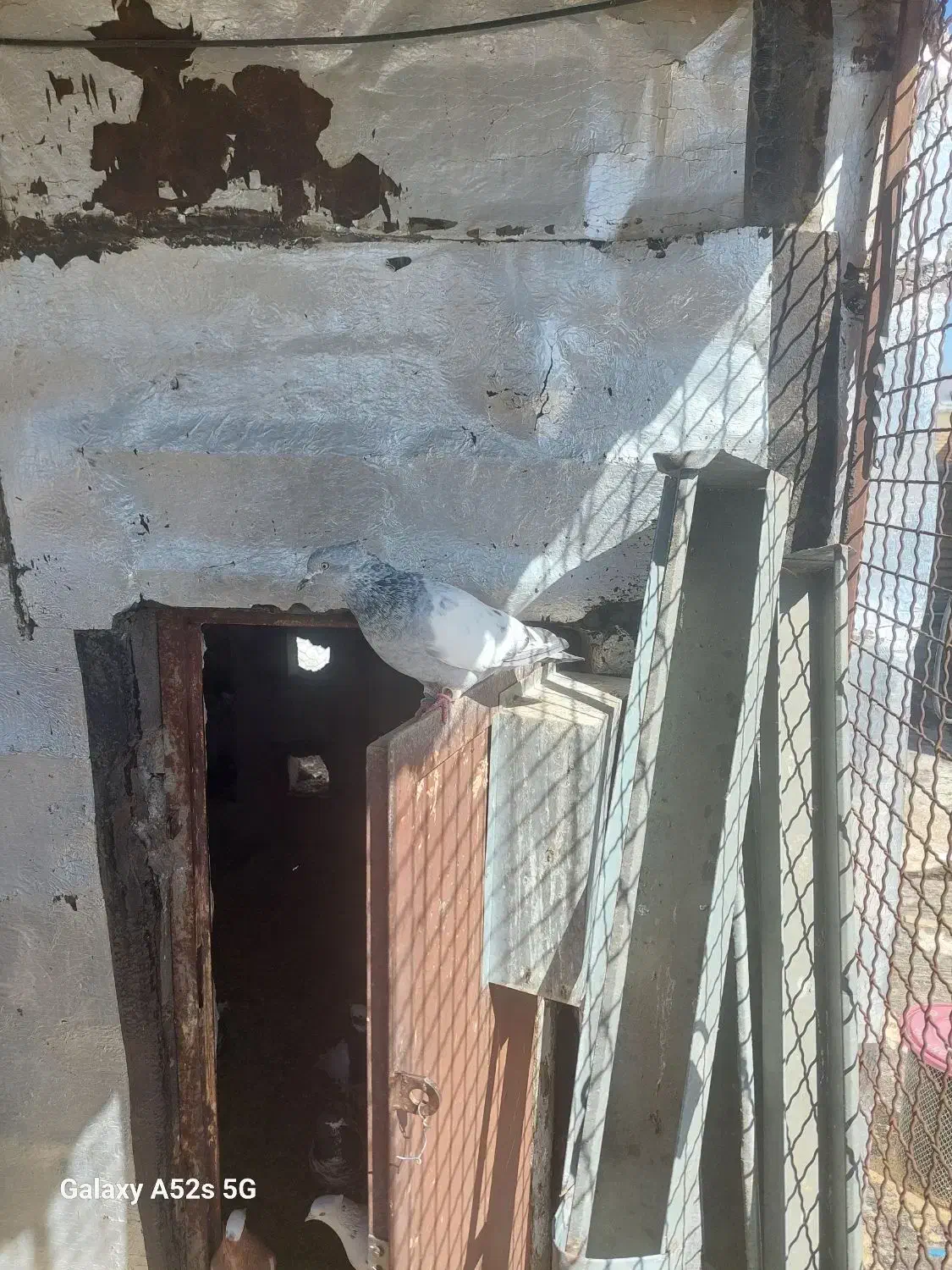 سینه سبز ماده|پرنده|مرودشت, تامین اجتماعی‎|دیوار