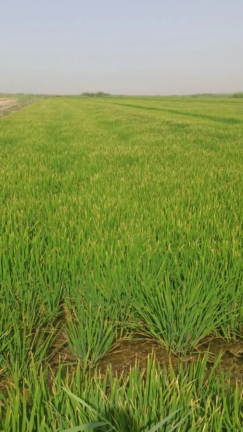 سفر|تور و چارتر|اهواز, زیباشهر|دیوار