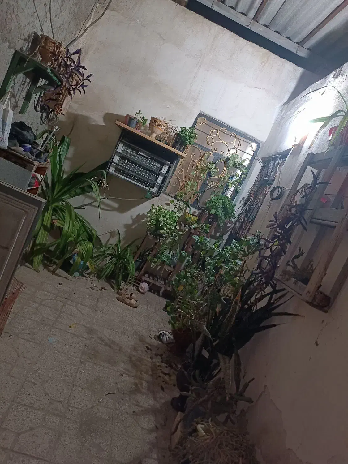 فروش تعدادی گل|گل و گیاه طبیعی|بندرعباس, |دیوار