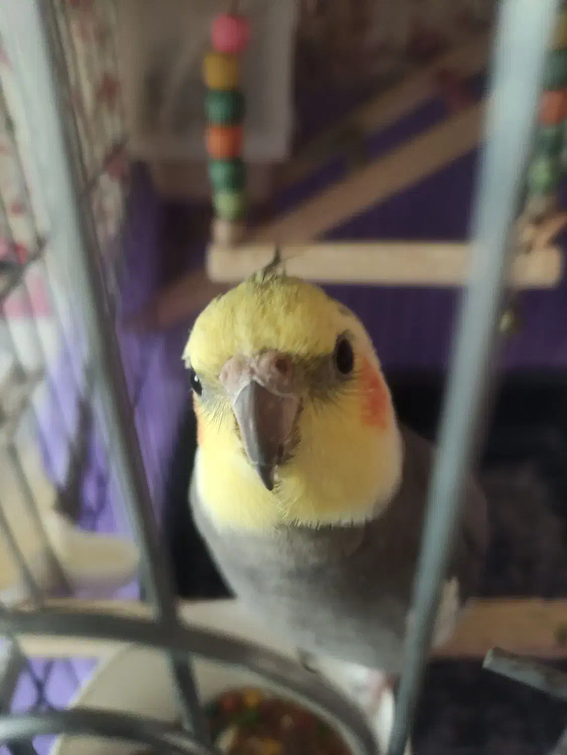 فروشی|پرنده|قزوین, |دیوار