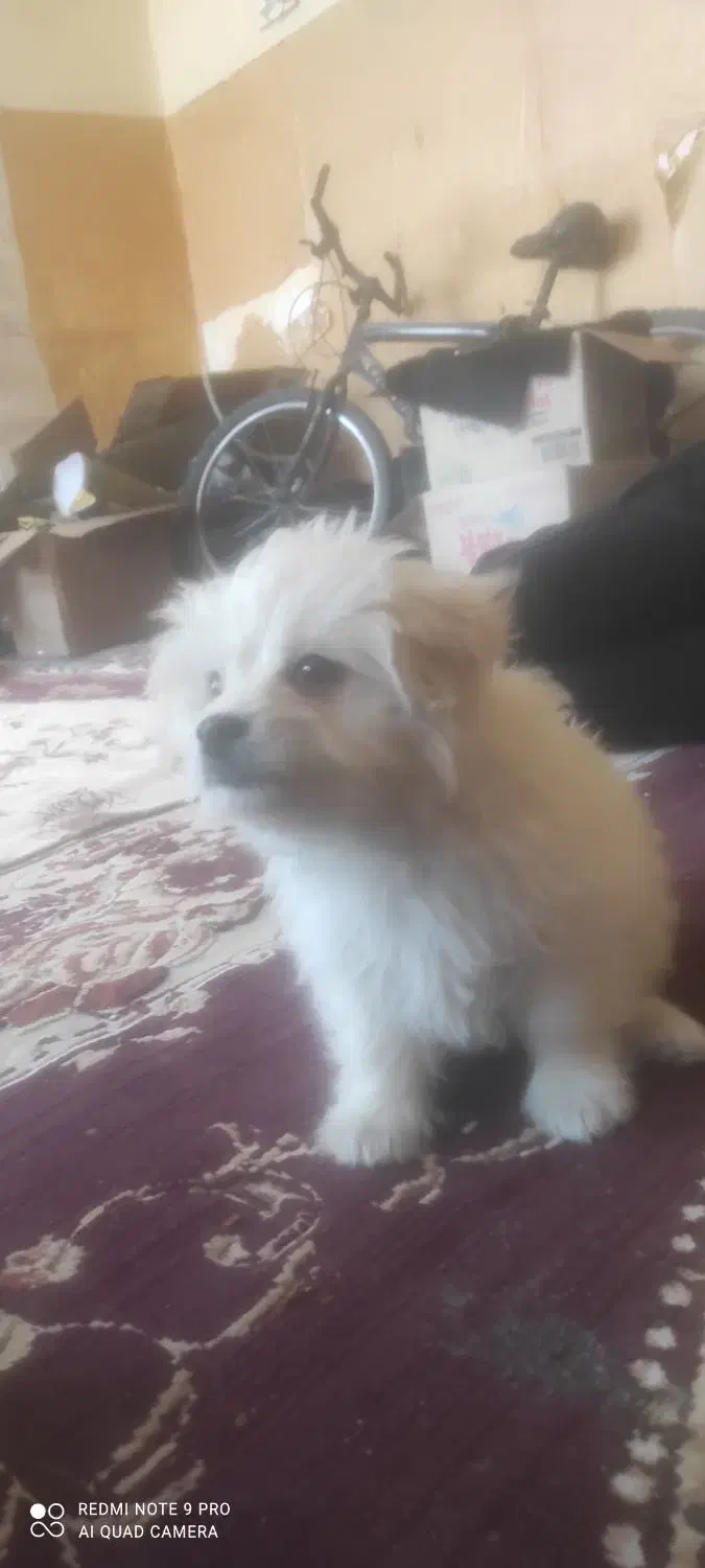 توله سگ اشپیتز به همراه باکس|سگ|آبادان, |دیوار