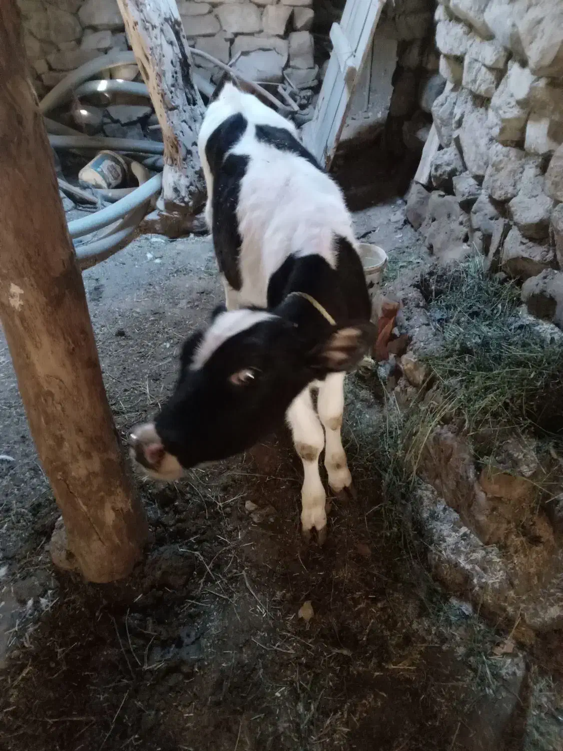 گاوشیری|حیوانات مزرعه|صومای برادوست, |دیوار