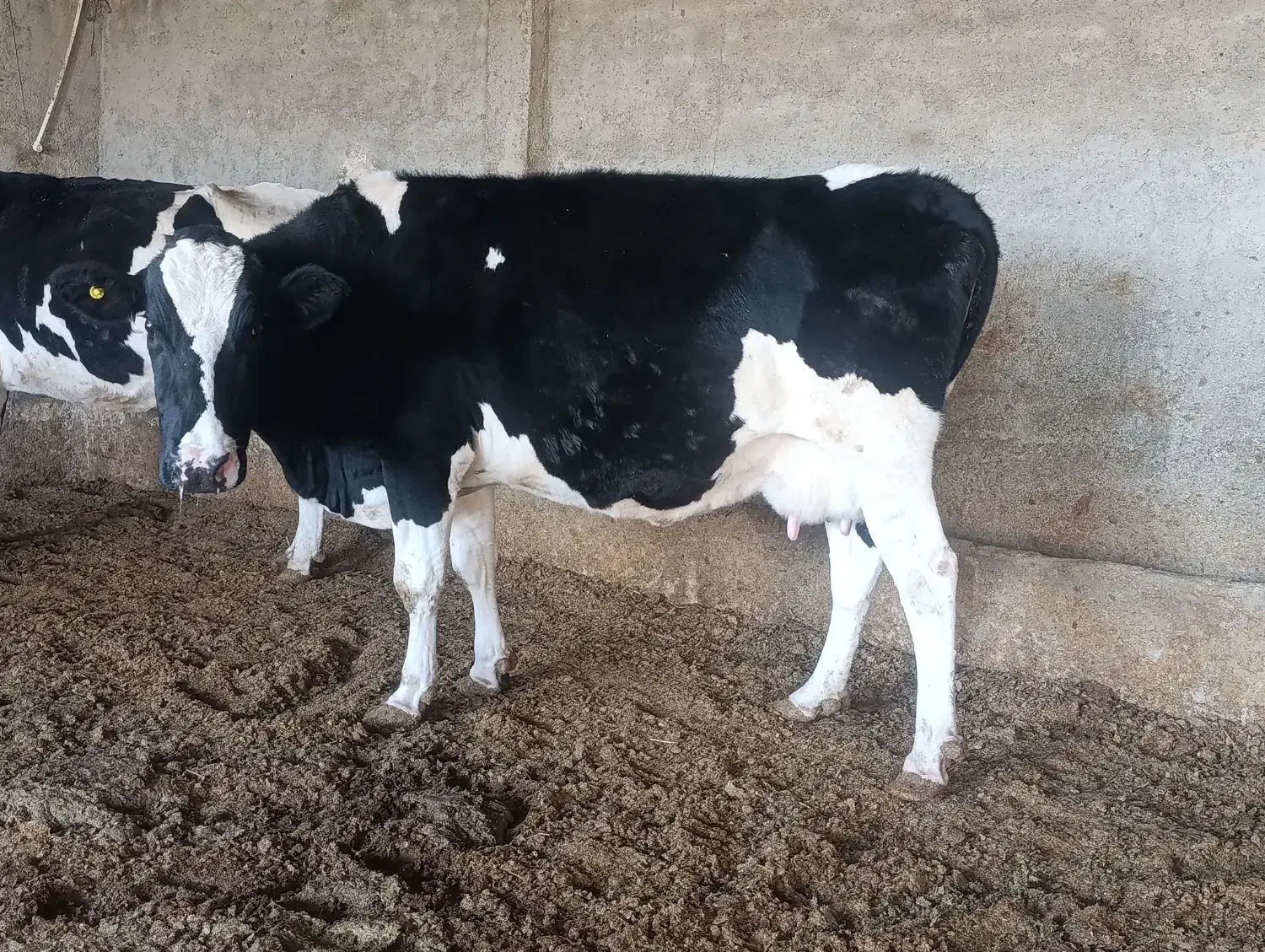 گاو زایده|حیوانات مزرعه|قوچان, |دیوار