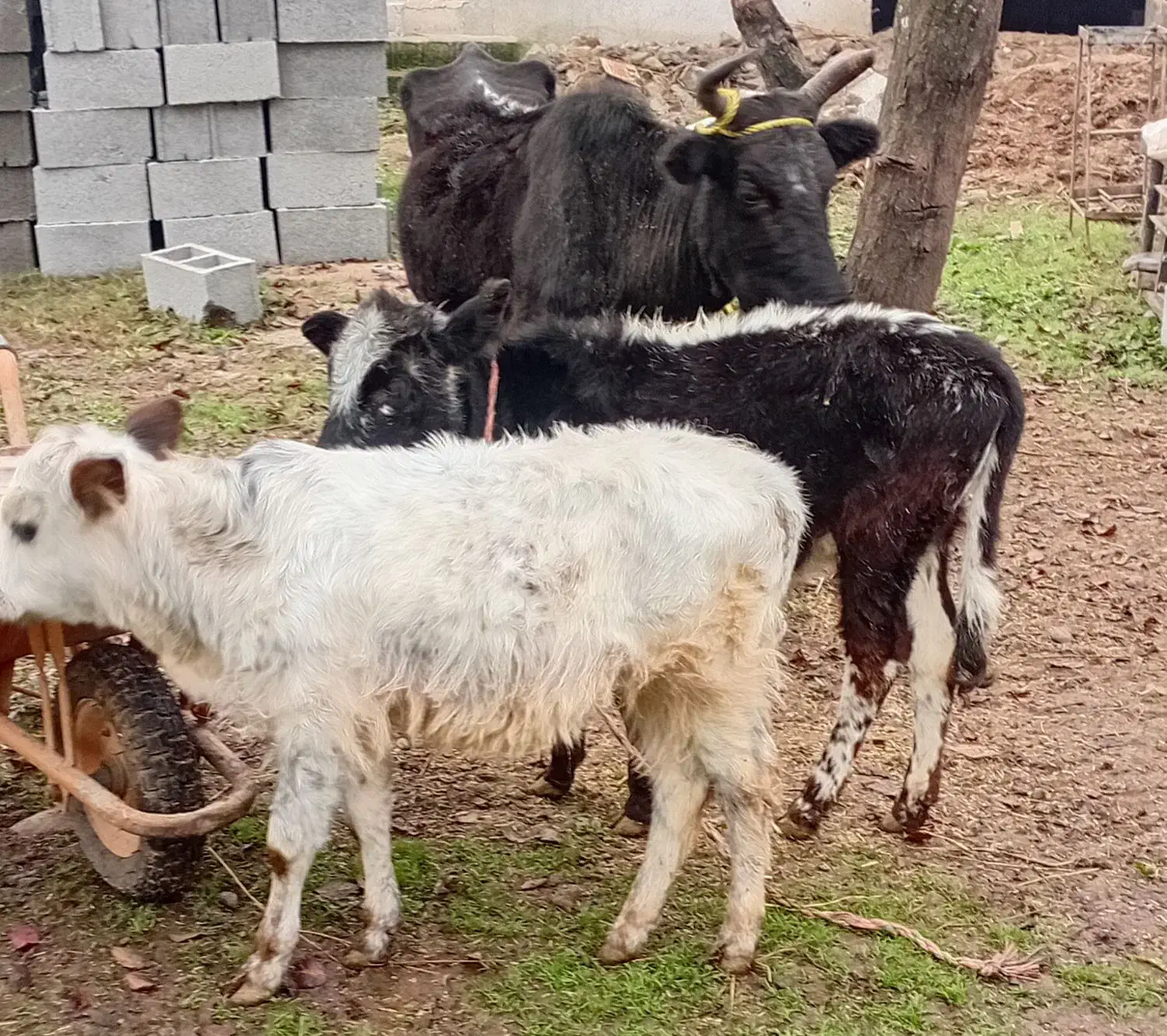 گاو گوساله ماده|حیوانات مزرعه|رشت, حافظ آباد|دیوار