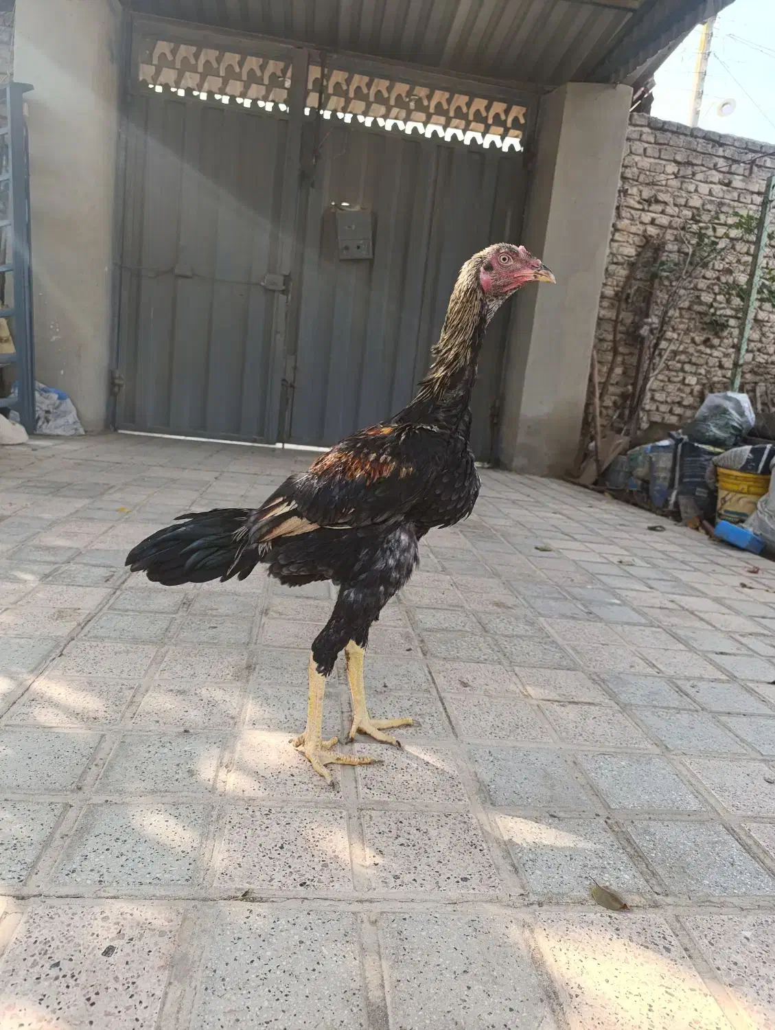 جوجه لاری اس|حیوانات مزرعه|نکا, |دیوار