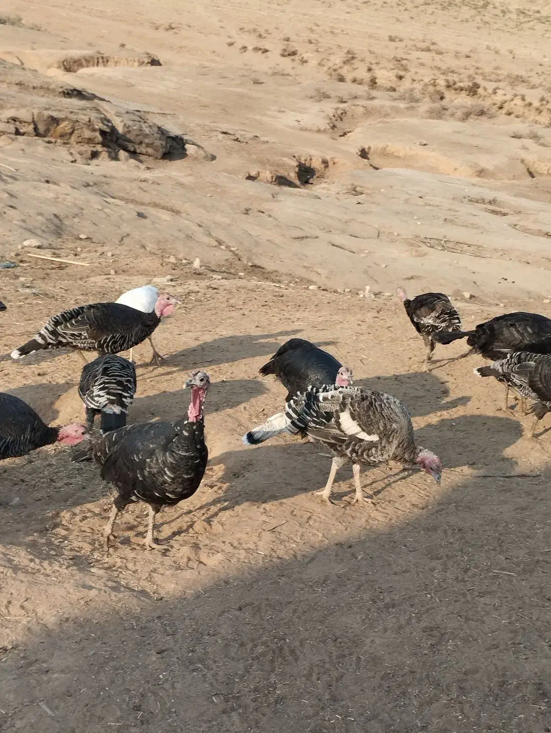 14 عدد بوقلمون ماده سالم و چاق|حیوانات مزرعه|آبدانان, |دیوار
