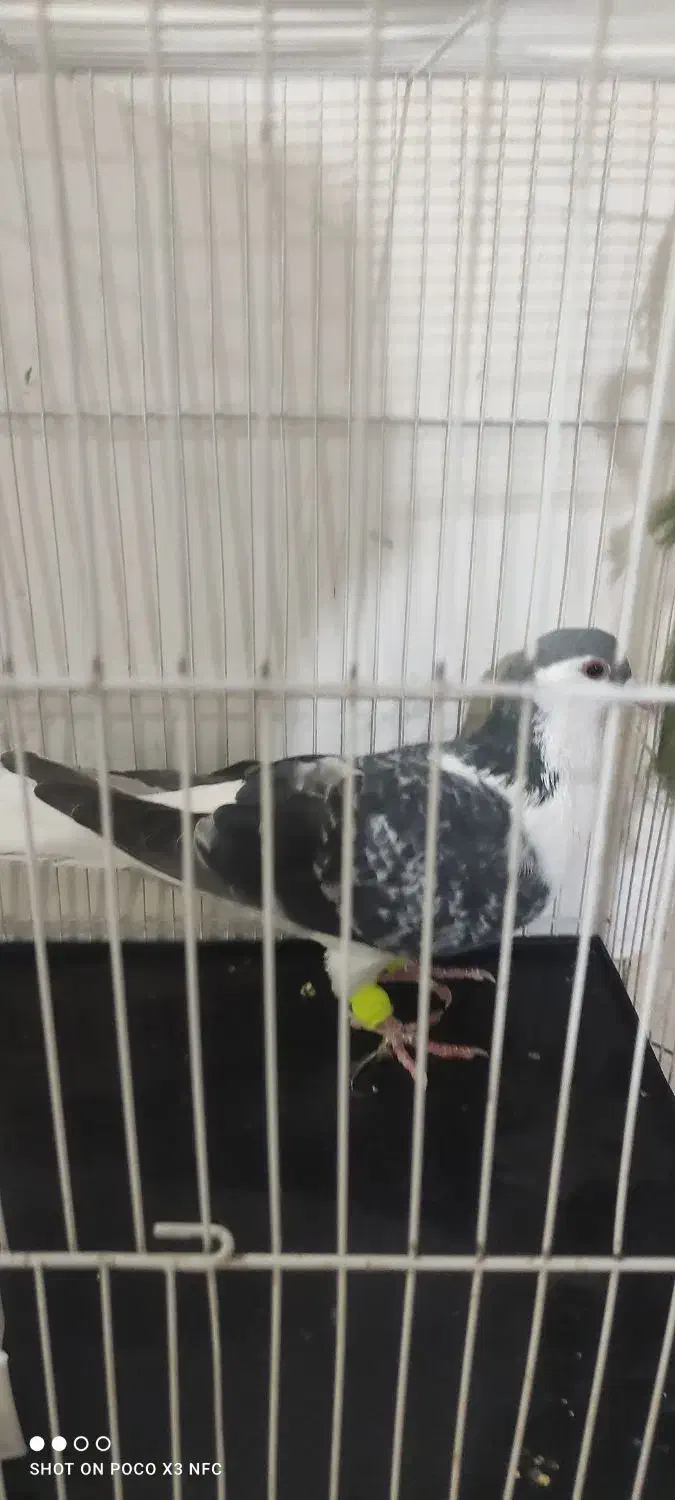 کفتر ساده مگسی|پرنده|تربت‌حیدریه, شهرک ولیعصر|دیوار