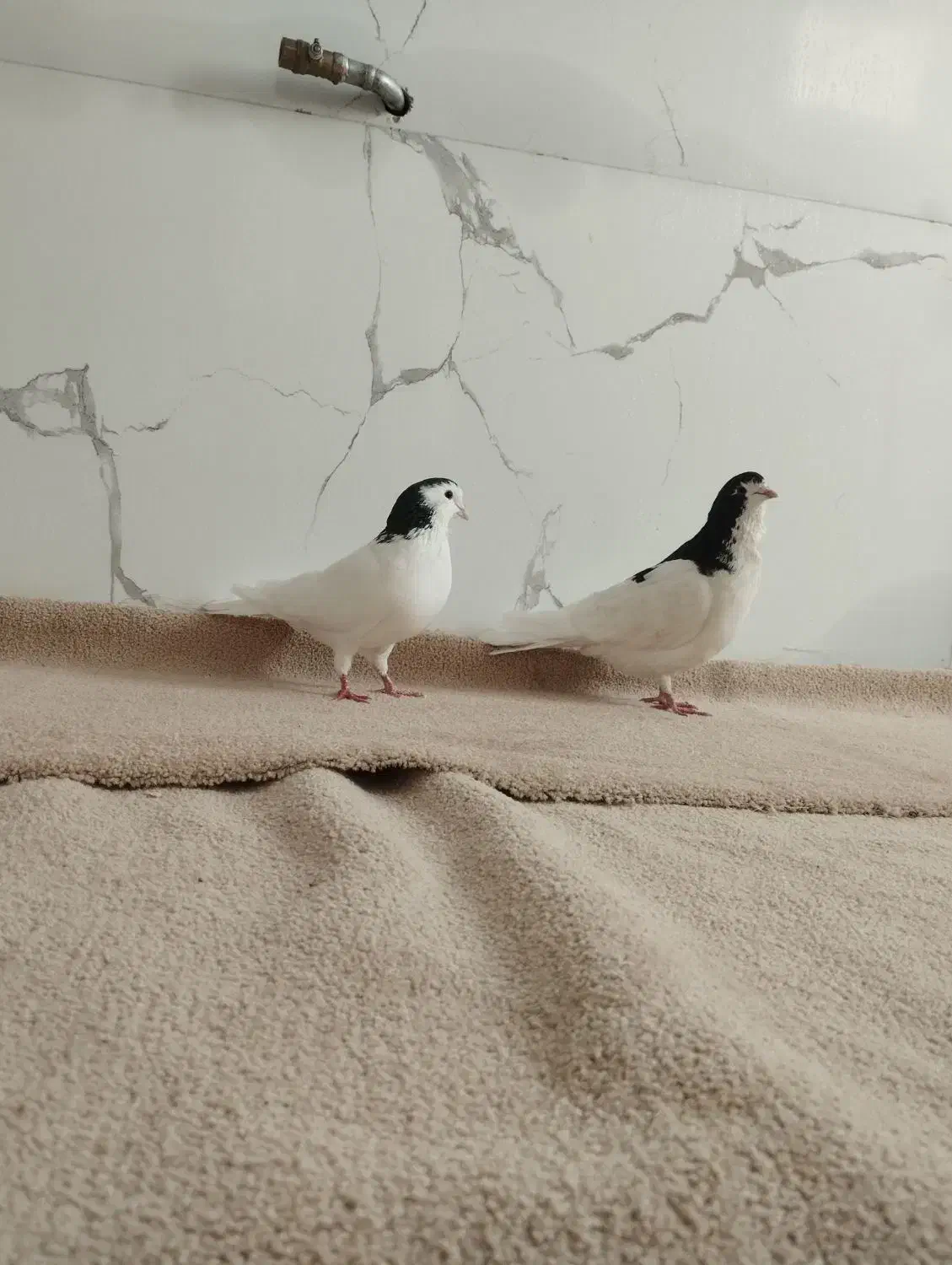 فروش کبوتر|پرنده|سراب, |دیوار