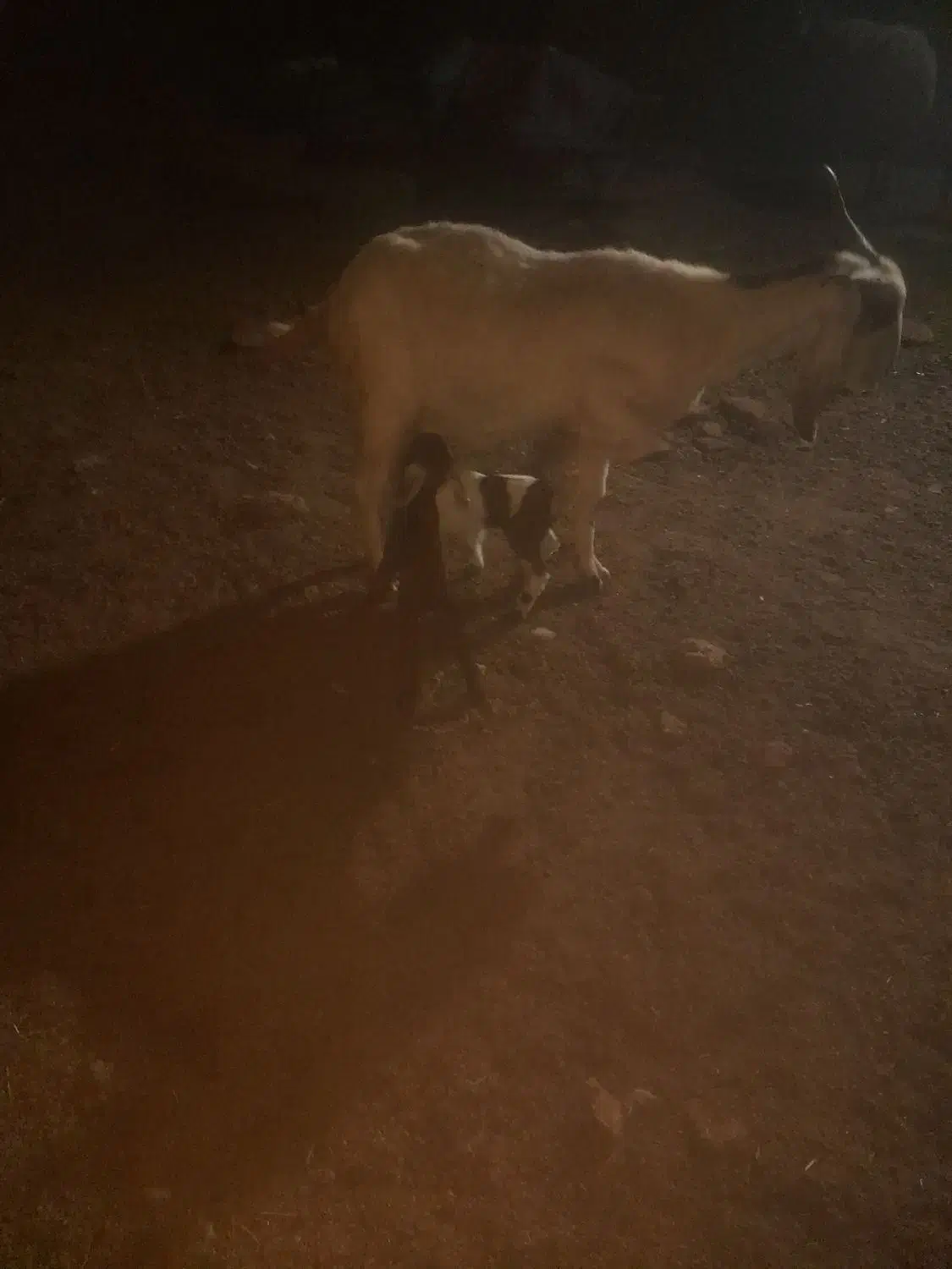 یک عدد بز زاییده دو قلو|حیوانات مزرعه|سبزوار, قصبه غربی|دیوار