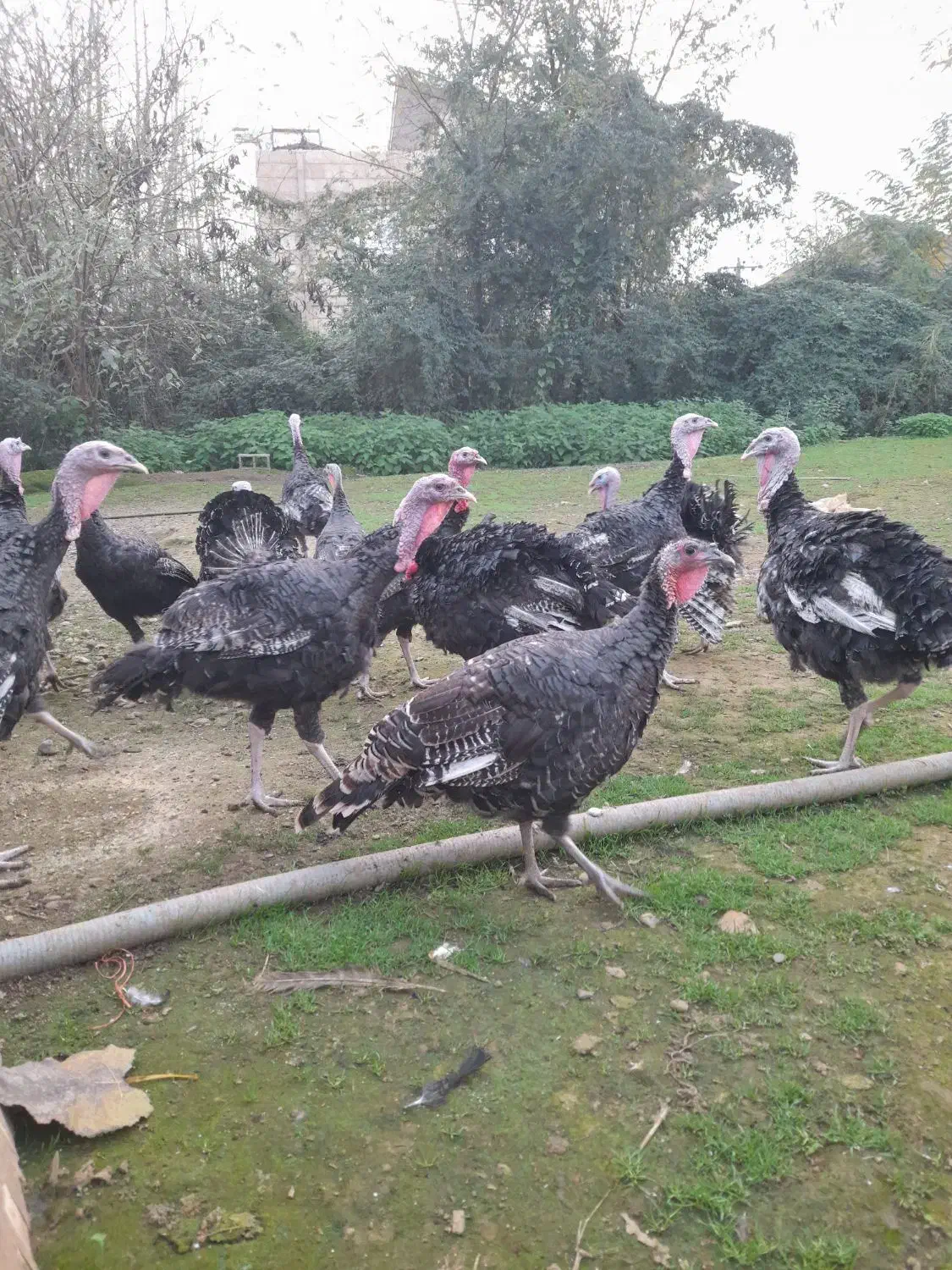 بوقلمون نر،خروس لهستانی،جوجه گلین،لاری|حیوانات مزرعه|ضیابر, |دیوار