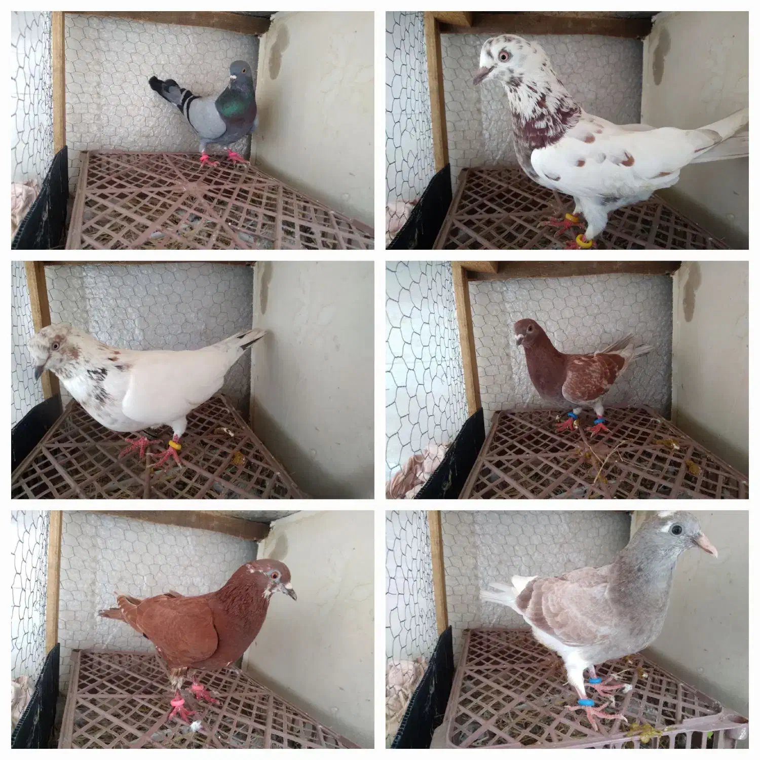 کبوتر املش|پرنده|املش, |دیوار