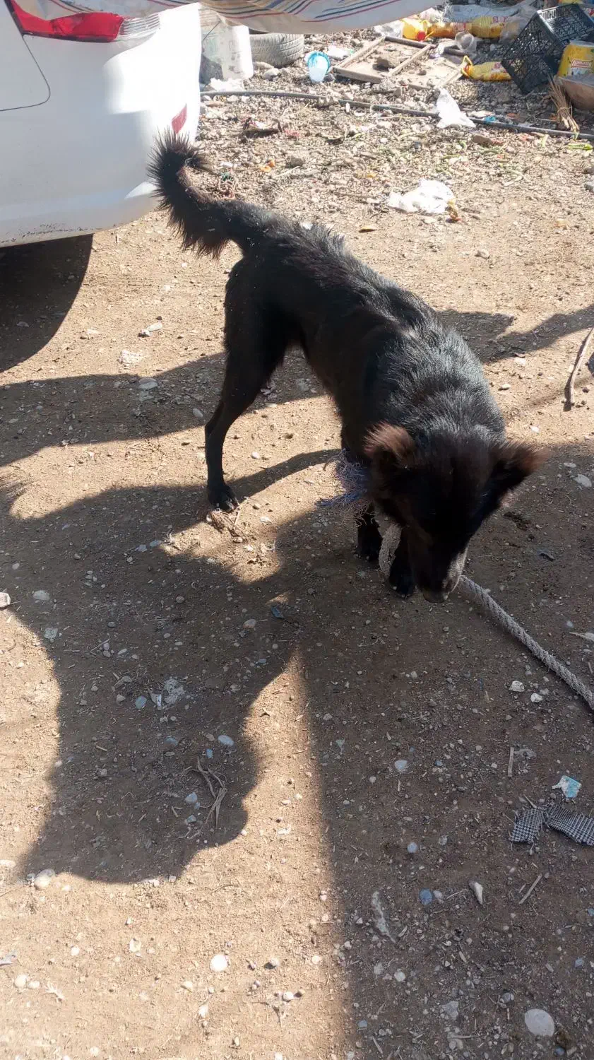 واگذاری|حیوانات|مسجد سلیمان, |دیوار