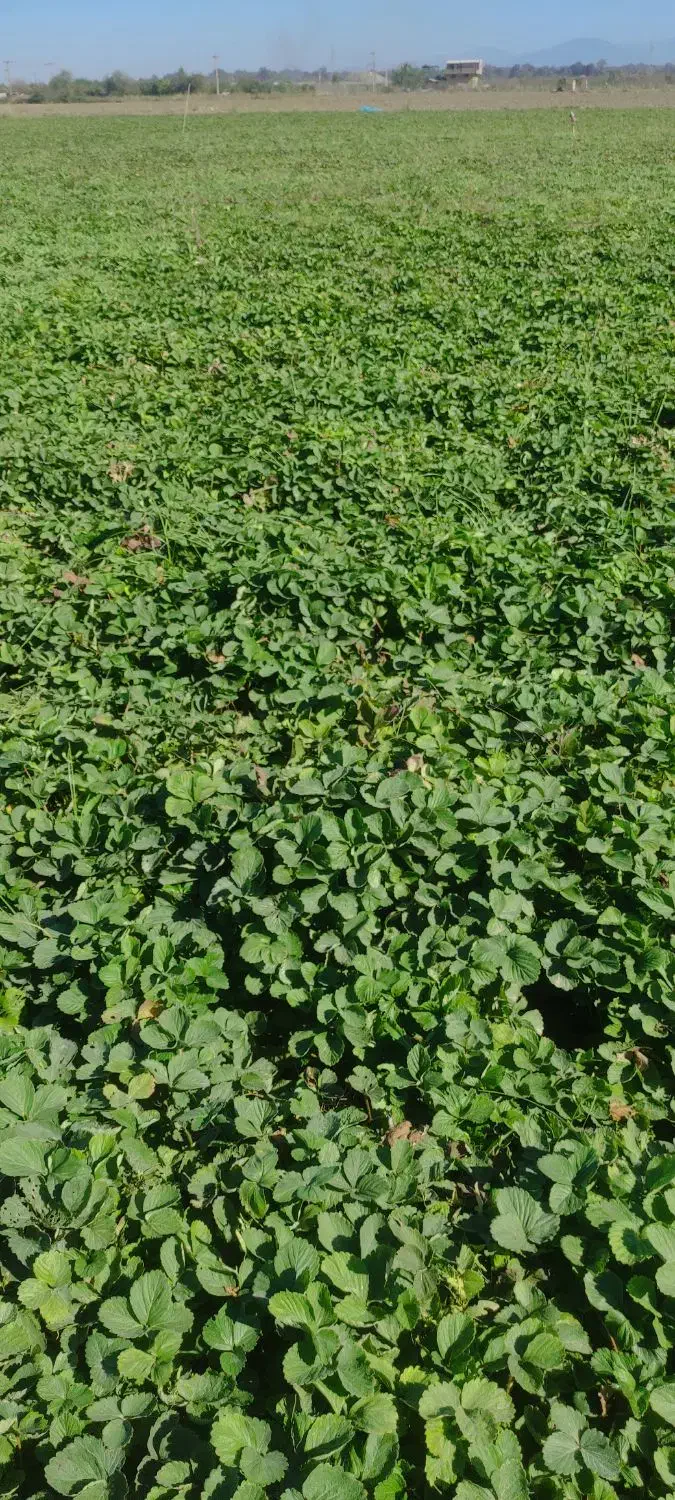 توت فرنگی|خدمات باغبانی و درختکاری|امامزاده عبدالله, |دیوار