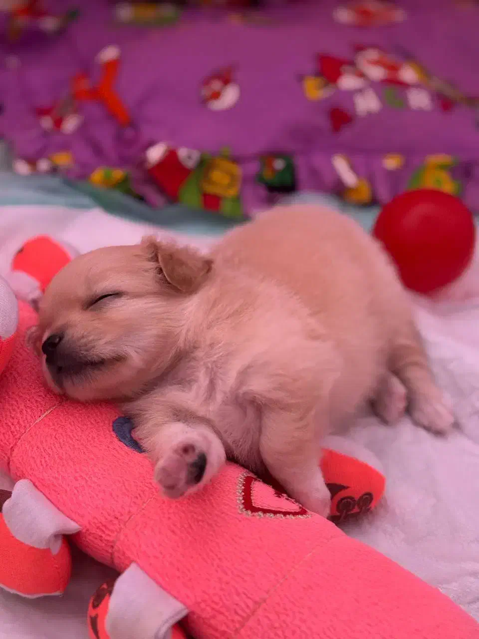 پامرانین روباهی|سگ|آستارا, |دیوار