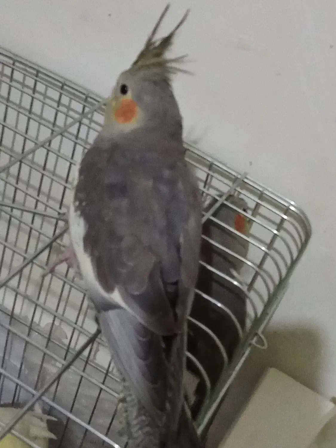 سینامون نر حدودا یکساله سخنگو با نمک سلامت|پرنده|فردیس, فردیس|دیوار