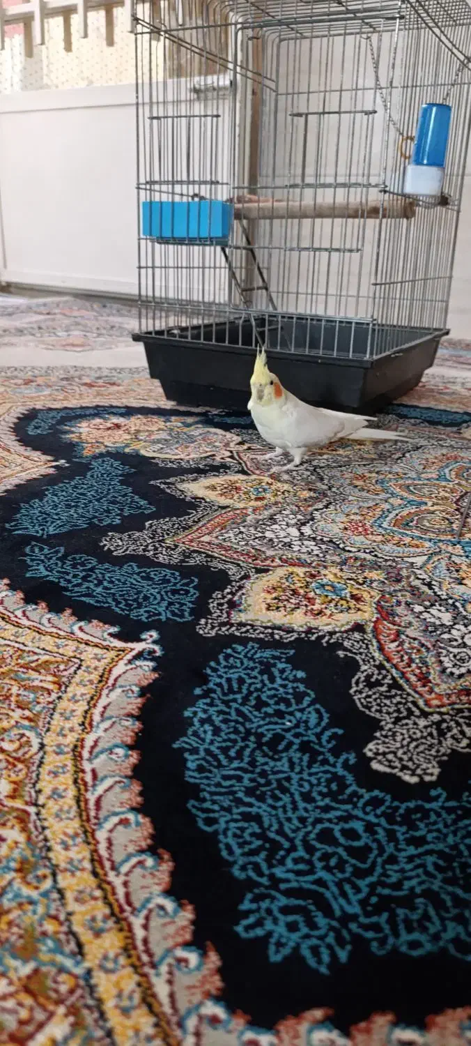 عروس هلندی|پرنده|رباطکریم, رباطکریم|دیوار