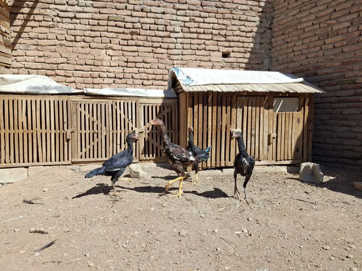 جوجه لاری|حیوانات مزرعه|تبریز, |دیوار