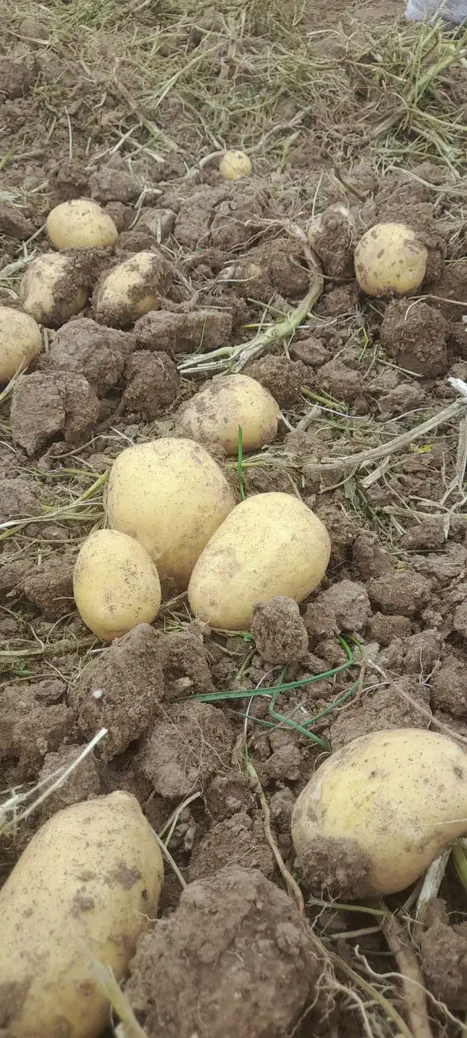 سیب زمینی بذری کارلیا ۴۰۲ تضمینی|عمدهفروشی|قیدار, |دیوار