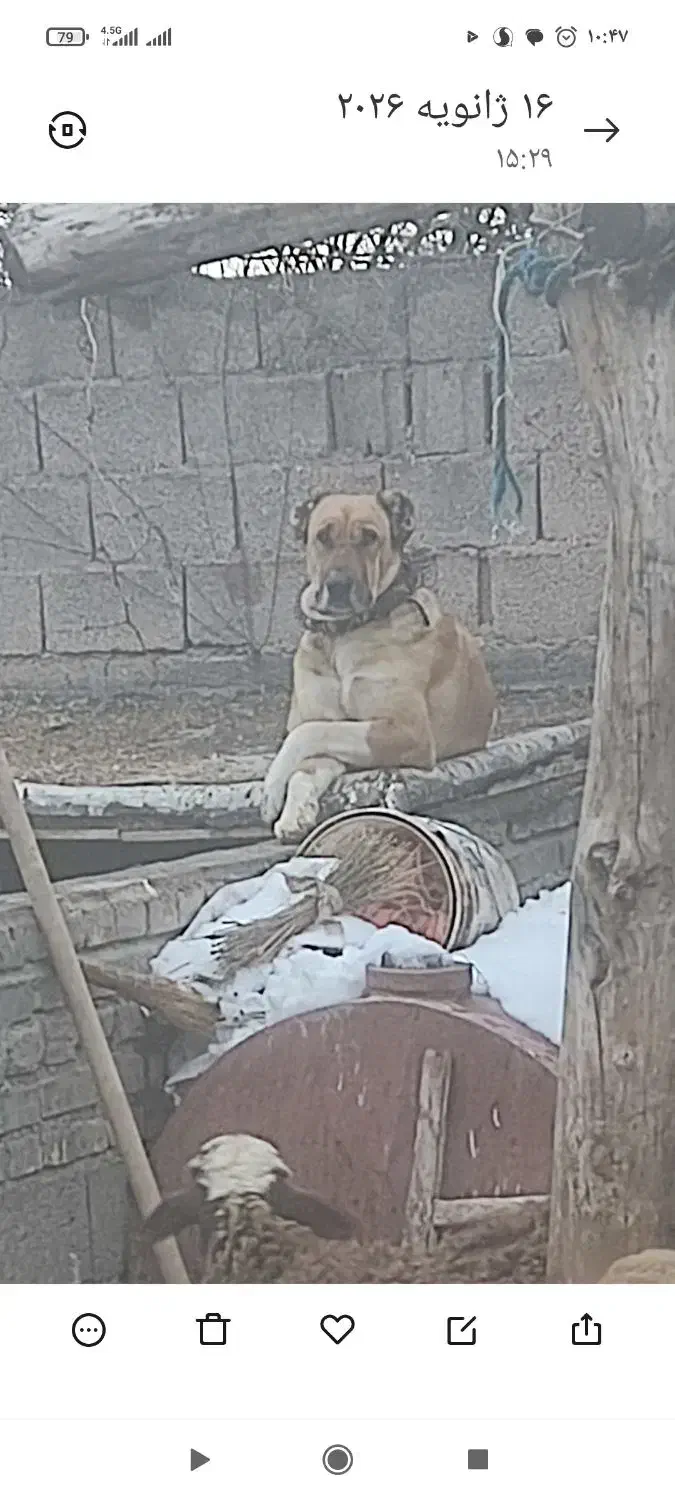 واگذاری|سگ|تربت جام, علوی|دیوار