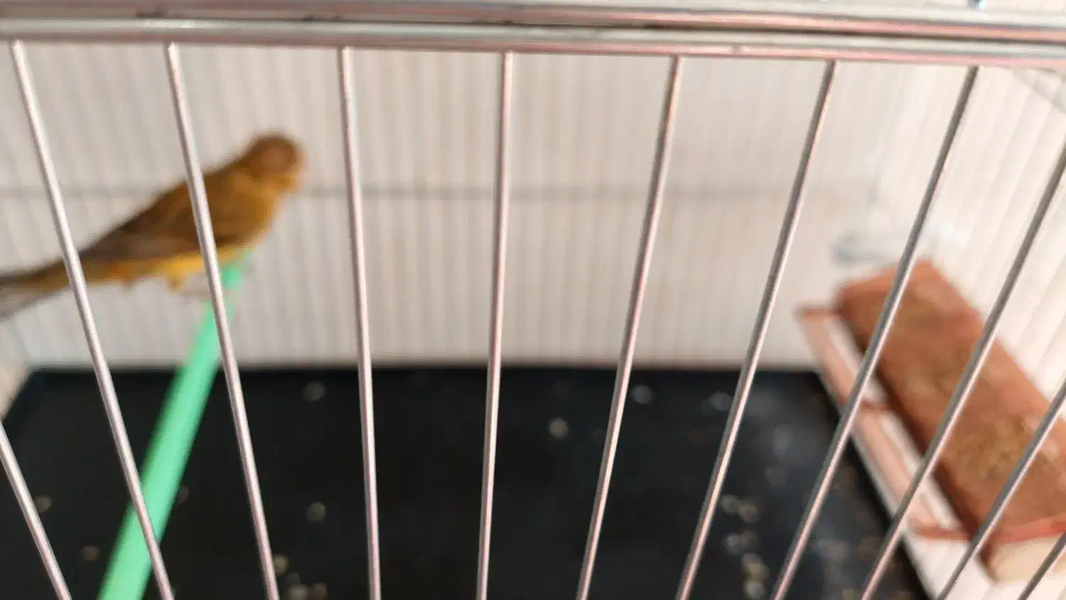 قناری نر مست|پرنده|مرودشت, شهرک مهدیه|دیوار