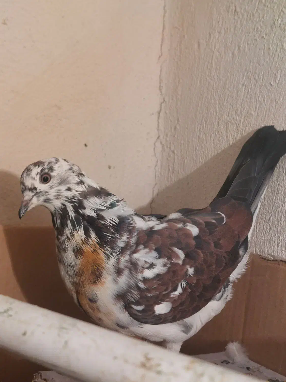 قاره پرشی آس|پرنده|کرج, مهرویلا جنوبی|دیوار