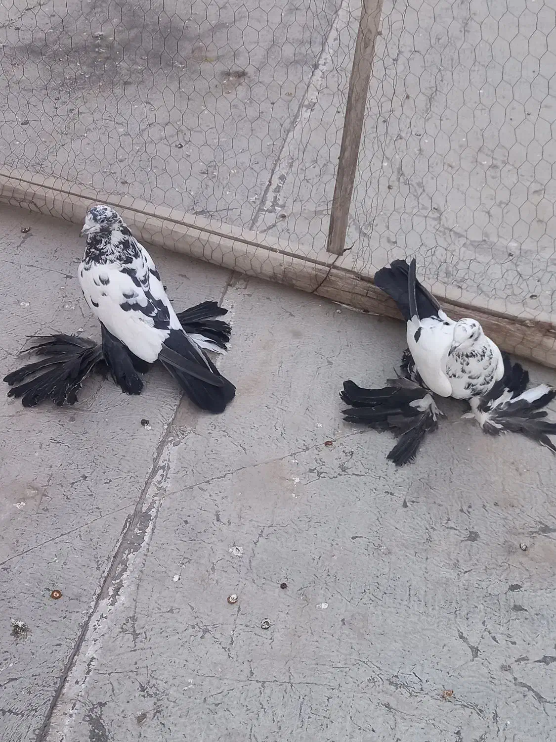 کبوتر|پرنده|تبریز, |دیوار