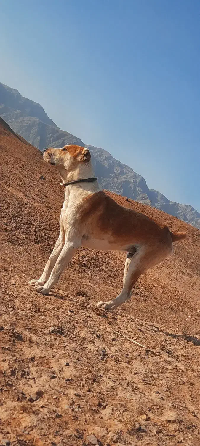 سگ گله|سگ|بالا ولایت, |دیوار