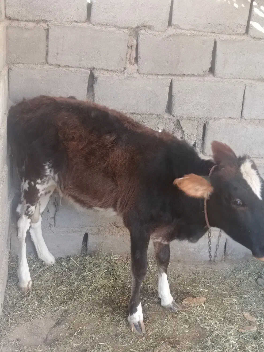 قیمت 40000000|حیوانات مزرعه|ریگان, |دیوار