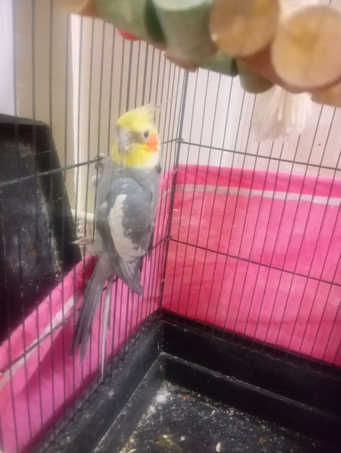 جفت عروس هلندی لوتینو|پرنده|شال, |دیوار