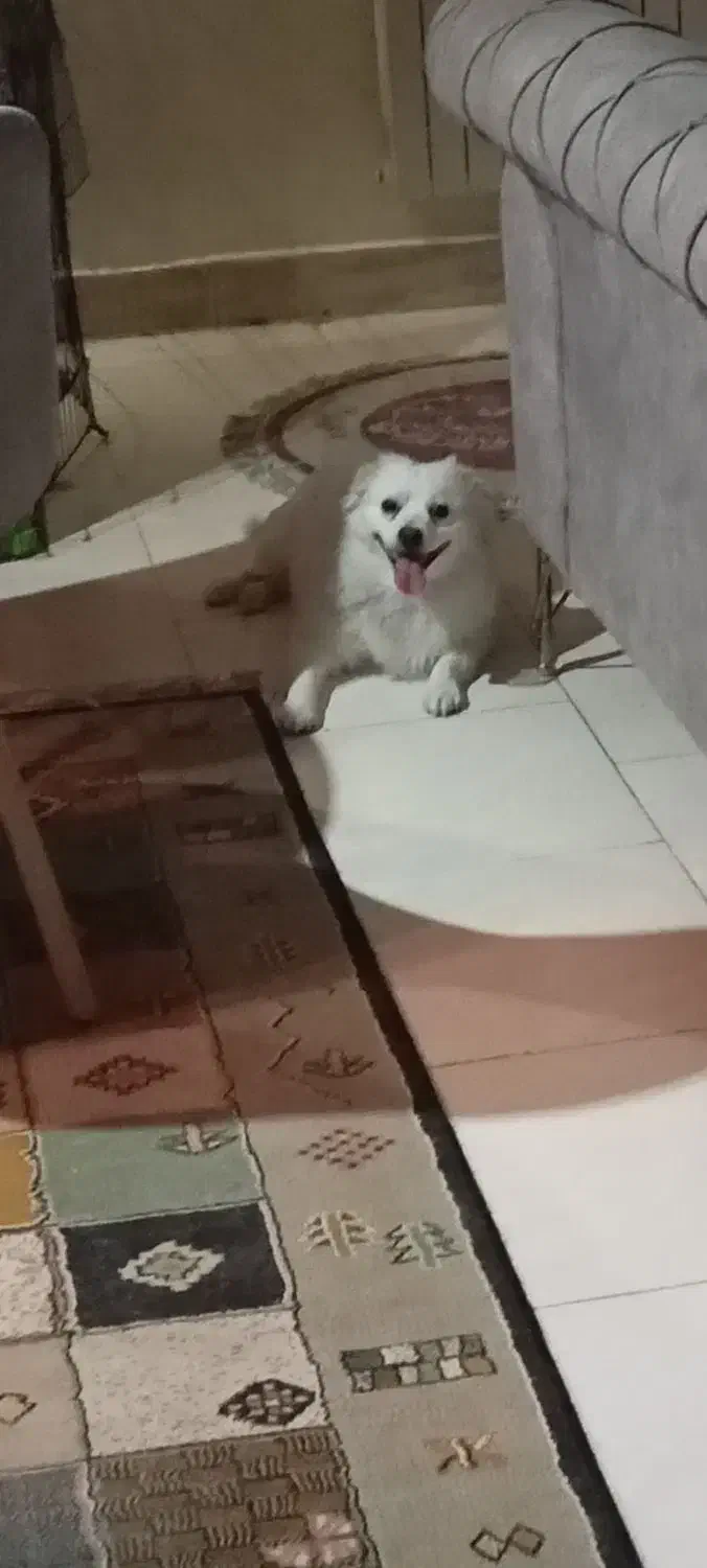 پامر اشپیتز نر|سگ|تهران, فردوسی|دیوار