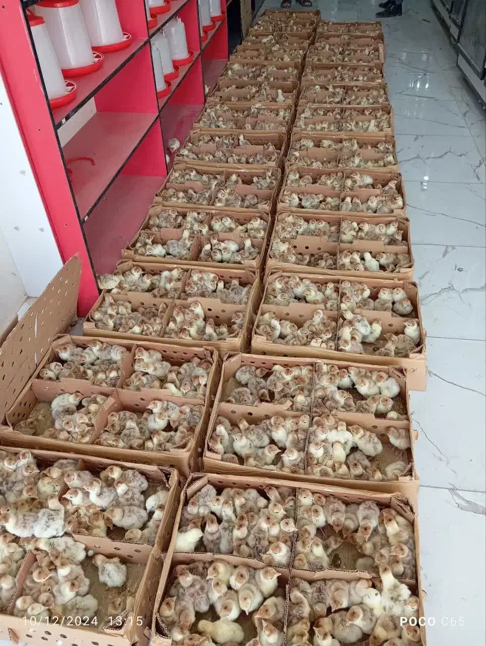 جوجه یک روزه محلی ورنگی|حیوانات مزرعه|قم, علی آباد سعدگان|دیوار