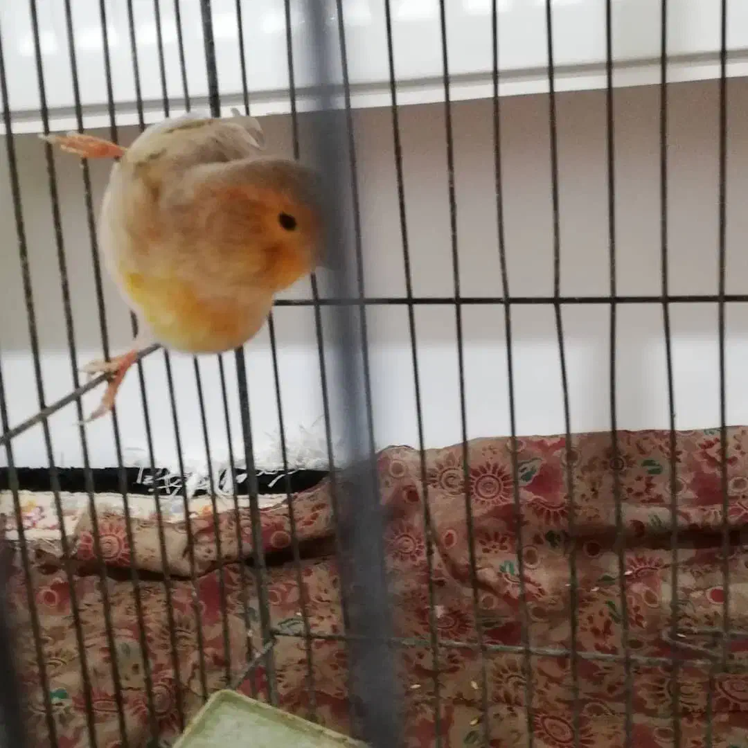 قناری مست|پرنده|کرمانشاه, |دیوار